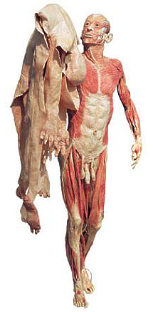 Plastinatie
